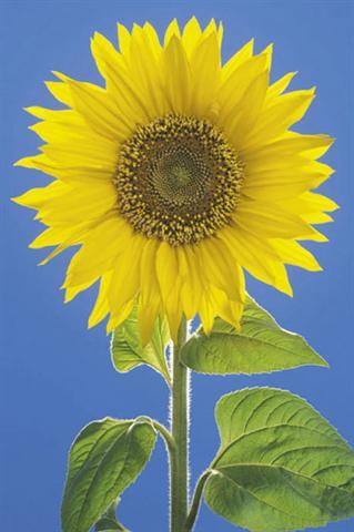 Poster - Sunflower